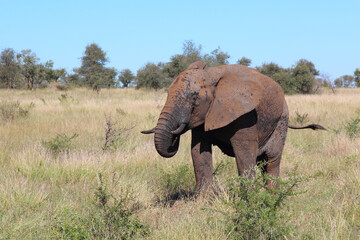 Fototapeta premium Afrikanischer Elefant / African elephant / Loxodonta africana...