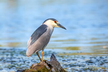 Black-crowned night heron fishing in a lake in Canada