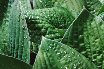 Full frame shot of big green leaves with raindrops - Powered by Adobe