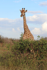 Giraffe / Giraffe / Giraffa Camelopardalis