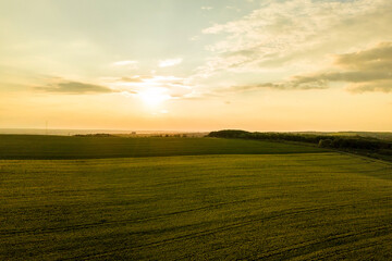 Aerial view of bright green agricultural farm field with growing rapeseed plants at sunset.