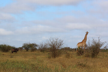Giraffe / Giraffe / Giraffa camelopardalis