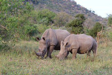Obraz premium Breitmaulnashorn und Rotschnabel-Madenhacker / Square-lipped rhinoceros and Red-billed oxpecker / Ceratotherium Simum et Buphagus erythrorhynchus