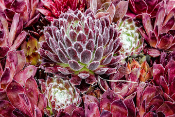red-green succulents growing in the garden
