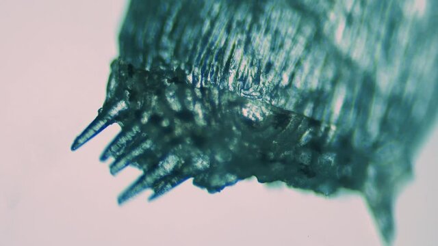 Fish fossil specimen under a microscope. Contemporary palaeontology. Studying the course of evolutionary development
