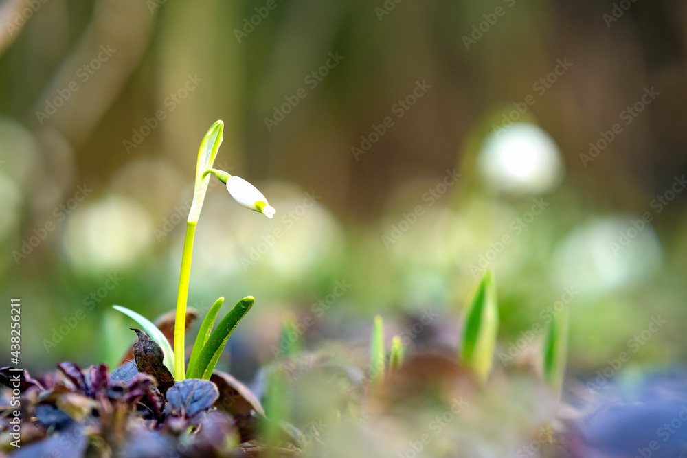 Wall mural close up view of small snowdrops flower growing among dry leaves in forest. first spring plants in w