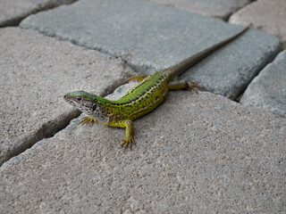 Green Lizard - Lacerta viridis, beautiful colored lizard from European meadow an rocks. Devin, Slovak republic