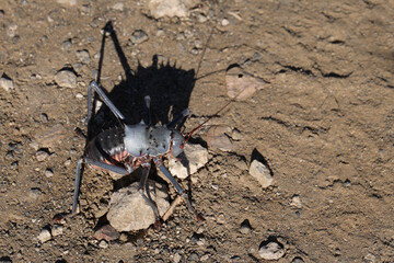 Gepanzerte Grille / Armoured Cricket / Acanthoplus discoidalis