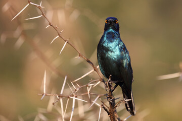 Rotschulter-Glanzstar/ Cape glossy starling or Red-shouldered starling / Lamprotornis nitens