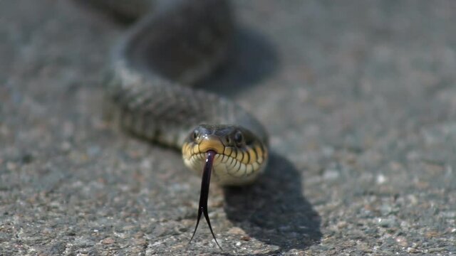 Close up shot of Snouted cobra (naja annulifera) in long grass basking in the sun.