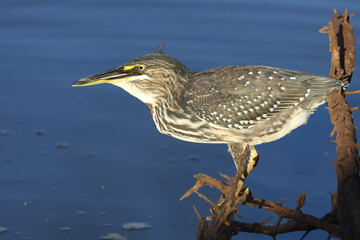 Mangrovenreiher / Green-backed heron / Butorides striatus