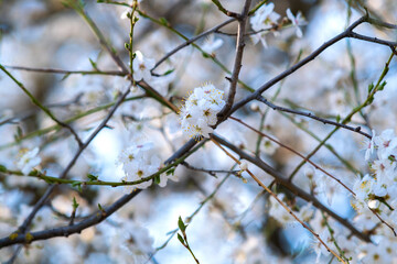 Fruit tree twigs with blooming white and pink petal flowers in spring garden.