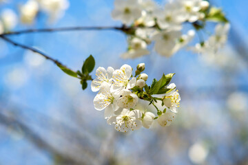 Close up of fresh white blooming flowers on a tree branches with blurred blue sky background in early spring.