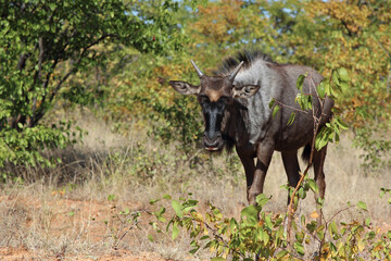Fototapeta premium Streifengnu / Blue wildebeest / Connochaetes taurinus...