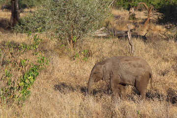 Naklejka premium Afrikanischer Elefant / African elephant / Loxodonta africana...
