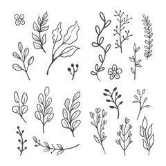 Floral graphic elements vector set. Flowers and plants hand drawn illustrations. Leaves and branches.