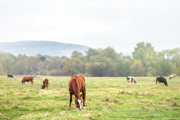 Beautiful chestnut horse grazing in green grassland summer field.