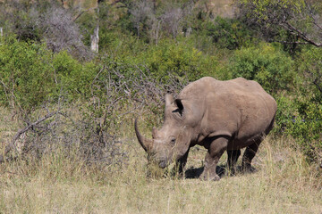 Fototapeta premium Breitmaulnashorn / Square-lipped rhinoceros / Ceratotherium Simum