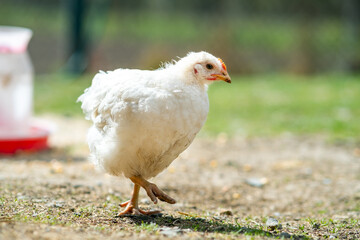 Hen feed on traditional rural barnyard. Close up of chicken standing on barn yard with green grass. Free range poultry farming concept.