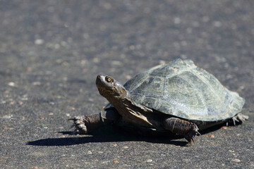 Obraz premium Starrbrust-Pelomeduse / Marsh or Helmeted turtle / Pelomedusa subrufa