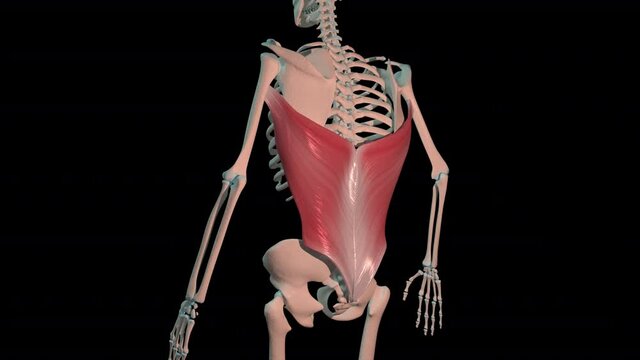 Latissimus Dorsi Muscles Full Rotation Loop
