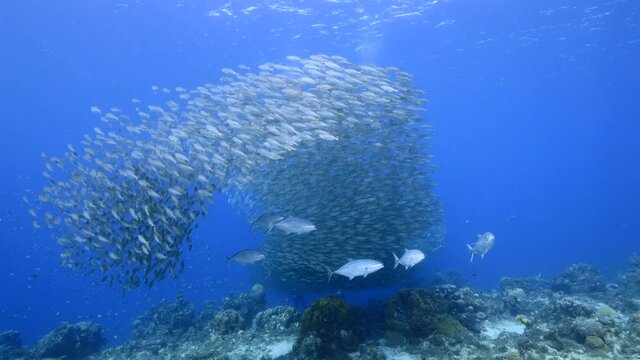 Jacks hunt Bait ball, school of fish in turquoise water of coral reef in Caribbean Sea, Curacao