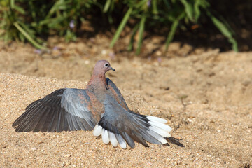 Palmtaube oder Senegaltaube / Laughing dove or Little brown dove / Stigmatopelia senegalensis uel Spilopelia senegalensis