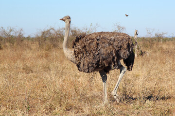 Strauß / Ostrich / Struthio camelus