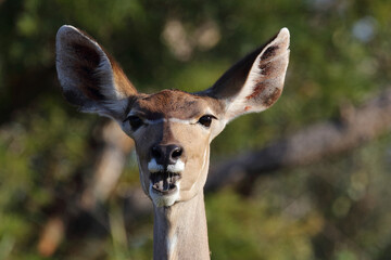 Großer Kudu / Greater kudu / Tragelaphus strepsiceros.