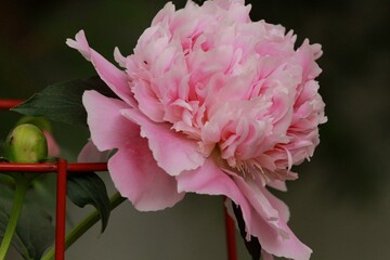 Obraz premium Pink peony close up portrait 