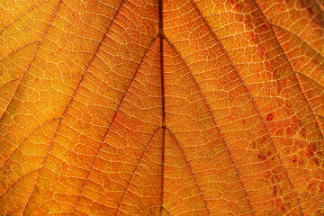 Close-up of a hazel leaf