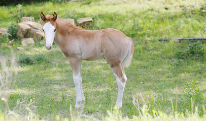 Innocent look of foal horse in green spring field on livestock farm in Texas countryside