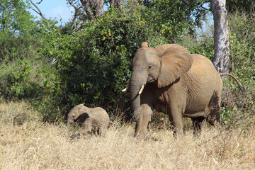 Fototapeta premium Afrikanischer Elefant / African elephant / Loxodonta africana...