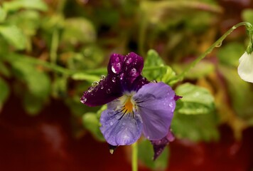 Garden violets after the rain 