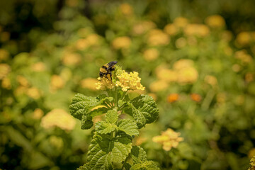 bee on a yellow flower