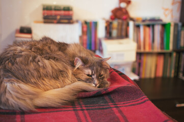 Cat on plaid blanket on blurred background of bookshelf