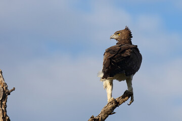 Kampfadler / Martial eagle / Polemaetus bellicosus