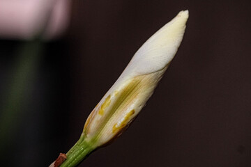 bud of a flower