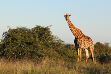 Giraffe / Giraffe / Giraffa camelopardalis