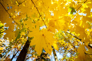 Perspective up view of autumn forest with bright orange and yellow leaves. Dense woods with thick...