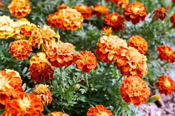 A lawn of blooming marigolds - lovely orange flowers.     