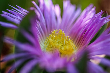 close up of a flower