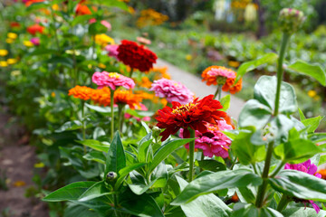 Garden with blooming multi-colored gerberas. Energizing colors give joy and strength. In the background, intense green plants. The beauty of summer.    