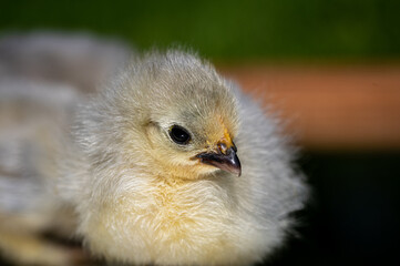 2 day old Lavender Pekin Bantam chickens