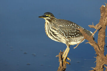 Mangrovenreiher / Green-backed heron / Butorides striatus