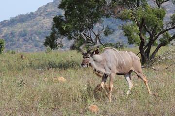 Großer Kudu / Greater kudu / Tragelaphus strepsiceros.