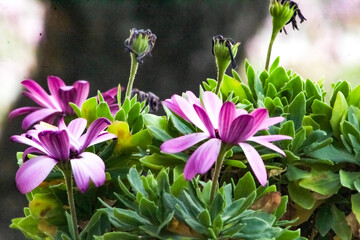 flowers in the garden