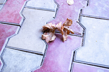 dry foliage lies on the floor in autumn orange