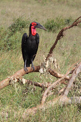 Kaffernhornrabe / Southern ground hornbill / Bucorvus leadbeateri