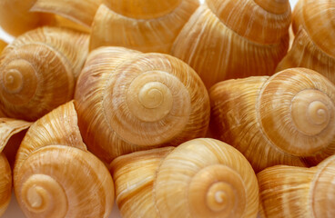 Background of Burgundy snail shells close-up. Macrophotography seashell texture